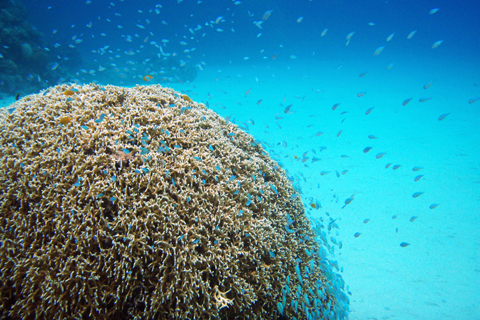 Zamami Diving - reef