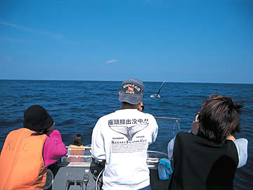 Whale Watching in Zamami