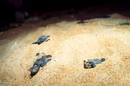 Hatching of Tortoise