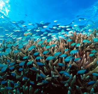 Coral reefs at Aka Island