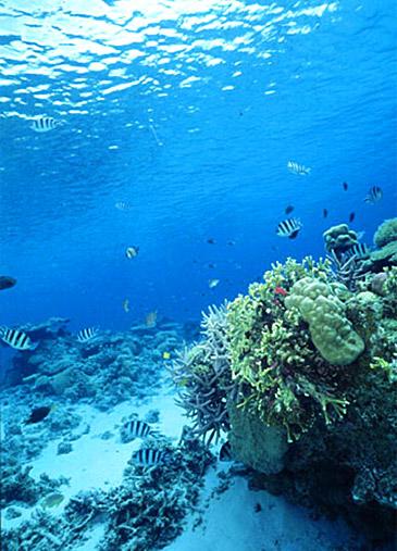 Diving in Aka island - Kerama Islands