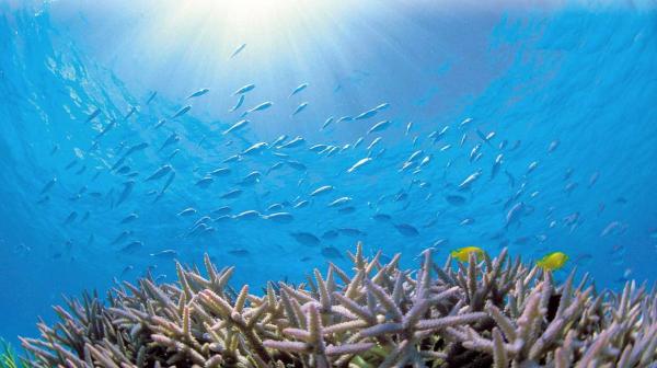Coral Reefs in Kerama Islands