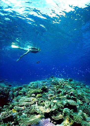 Diving - Kerama islands
