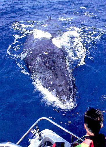 Humpback Whales at Kerama islands