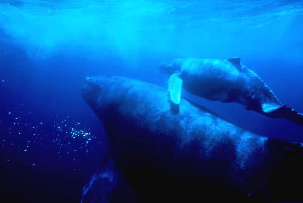 humpback whales at Kerama Islands