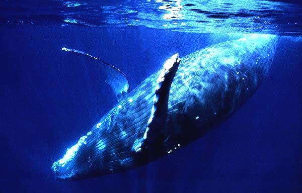 humpback whale at Kerama Islands