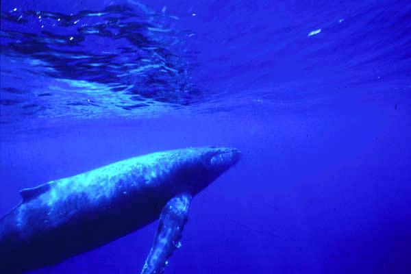 humpback whale at Kerama Islands