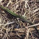 Okinawa five-Lined skink