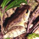 Holst's frog