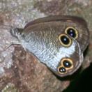 Ypthima masakii