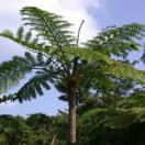 Sphaeropteris lepifera
