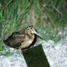 Amami Woodcock