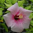 Hibiscus in Tokashiki