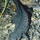 Anderson's crocodile newt