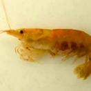 Caridina typus