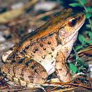 Dagger frog