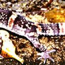 Oriental Grounded Gecko