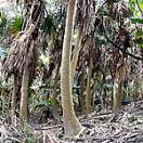 Kuba (tree)