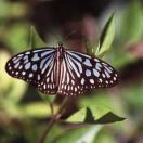 Chestnut Tiger