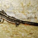 Sword-tailed newt