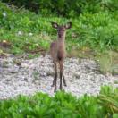 Kerama deer, Keramajika