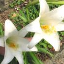 Easter lily