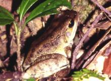 Holst's frog