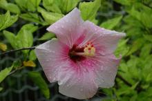 Hibiscus in Tokashiki