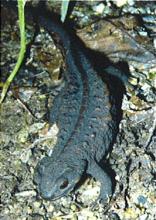 Anderson's crocodile newt