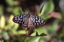 Chestnut Tiger