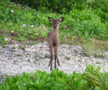 Kerama deer, Keramajika