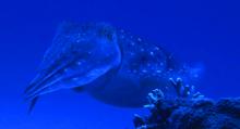 Giant Cuttlefish in the Kerama Islands