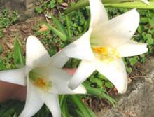 Easter lily