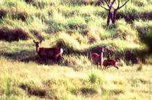 Kerama Deer