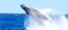 Humpback Whale Tokashiki island