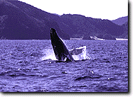 Whale Breaching