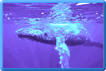 Whale Singing